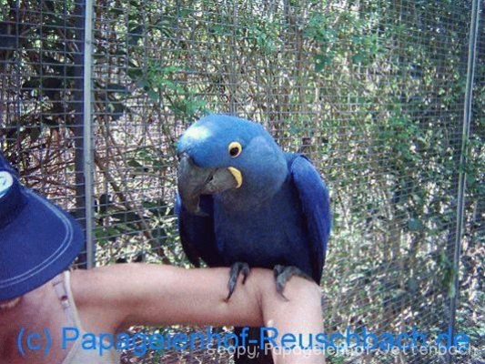Hyazinthara (quelle: Papageienhof)